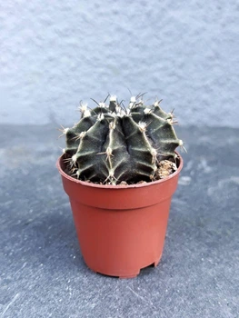 Суккулент Гимнокалициум Михановича (Gymocalycium mihanovichii) D5 см