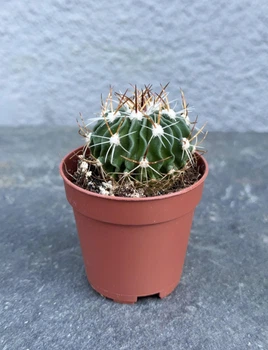 Суккулент Эхинофоссулокактус многореберный (Echinofossulocactus multicostatus) D5 см