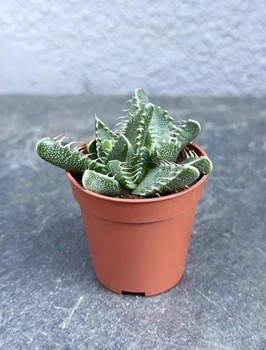 Сукулент Фаукарія Туберкульозу (Faucaria Tuberculosa) D5 см
