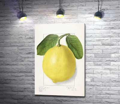 Картина Лимон на ботанической иллюстрации 40x60 см Модуль №1 (004271)