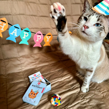 Набір для дня народження Kikkerland Happy Birthday Cat Tin для кота (0612615122093)