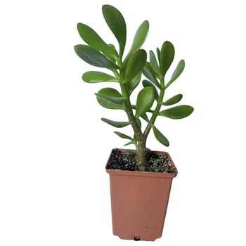Суккулент Крассула Овата (Crassula Ovata), контейнер 9х9х10см (s019m)