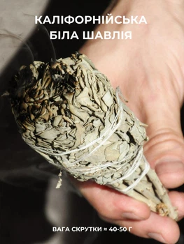 Калифорнийский белый шалфей на ножке факел White Sage 14 см