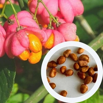 Бересклет европейский семена (10 шт) (Euonymus europaeus) бруслина декоративная