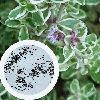 Чебрець Лимонний насіння 0,01 гр. (прибл. 40 шт) (Thymus citriodorus) багаторічний тим'ян цитрусовий