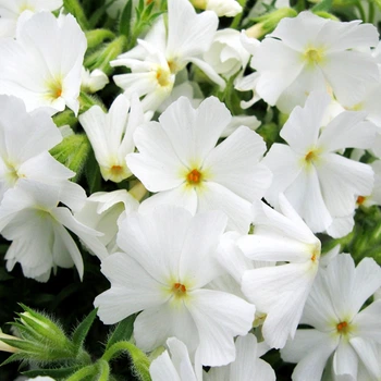 Кореневища Яскрава Флокс Fabulous White контейнер 0.5 л (43253)