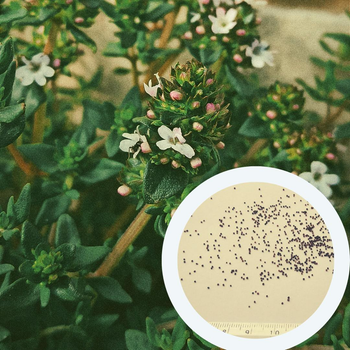 Чебрець насіння 0,15 гр. (прибл. 600 шт) (Thymus vulgaris) тим'ян садовий звичайний