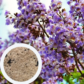 Павловния войлочная семена (около 2500 шт) (Paulownia tomentosa) медонос морозостойкая быстроростущая