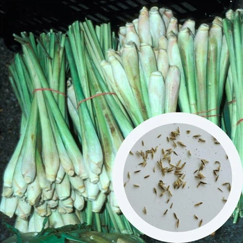 Лимонная трава Лемонграсс семена 0,1 г (прибл 90 шт) Cymbopogon citratus