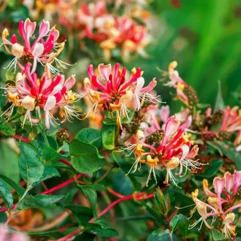 Жимолость капріфоль (Lonicera caprifolium) (Горшок 0,5л.)