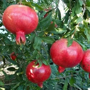 Гранат "Гюлоша" (2,5 річний, С1,5)