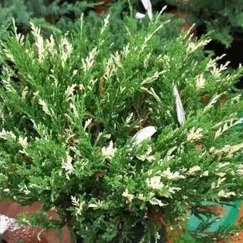Ялівець "Variegata" Горшок 0,5л.