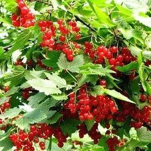 Смородина червона "Дана"