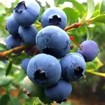 Лохина "Дюк" Рання. (2,5 річна, С2)