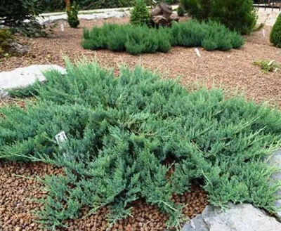 Ялівець козацький "Glauca" Горшок 1,5л.