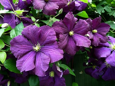 Клематис Étoile Violette горщик 0.5л.