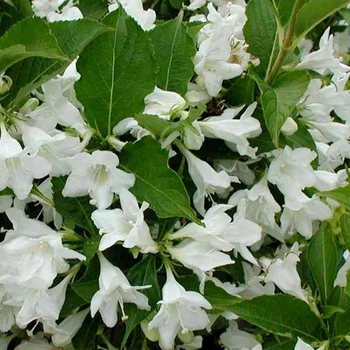 Вейгела Candida (горшок 0,5 л.)