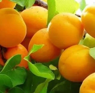 Абрикос "Голд Річ". Середньоспілий сорт