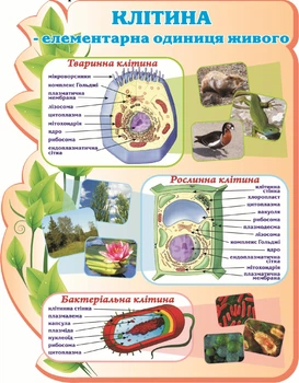 Освітній пластиковий стенд «Клітина – елементарна одиниця живого» 700мм×900мм (Арт1062)