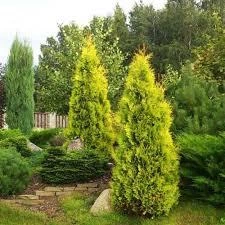 Туя Санкіст в 5л. горщику