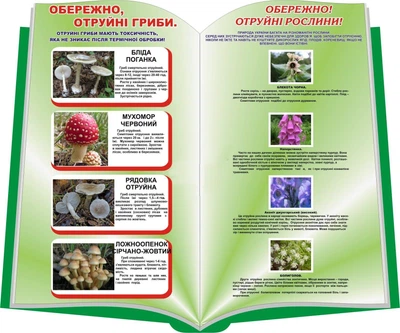 Стенд «Отруйні гриби та рослини» в формі книги 600мм×500мм (Арт0557)