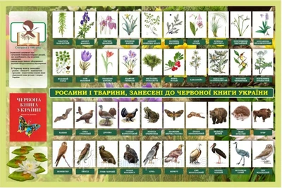 Стенд «Червона книга України» 900мм×600мм (Арт2071)