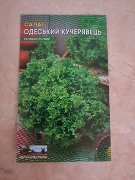 Семена Салат Одесский Кучерявец 10 грамм