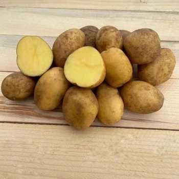 Семенной картофель "Аризона" Голландия (1 репродукция) 5 кг