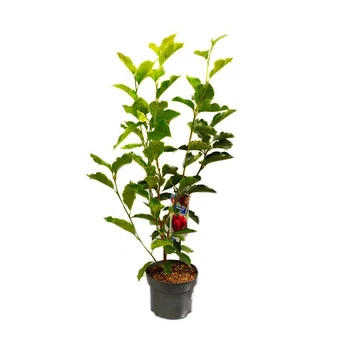 Магнолия (Magnolia soulangeana) Genie, 60-80см, горшик 19"