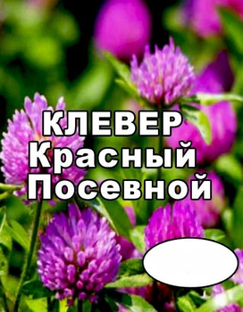 Насіння Конюшина червоний (магнічений) від 0.5 кг (на вагу)