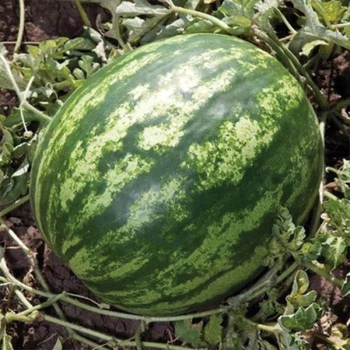 Арбуз Балу F1 (KS 165) Kitano Seeds/Япония 10 шт (zip-paket)