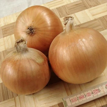 Лук-севок озимый Болеро (Bolero) TOP Onions 1 кг