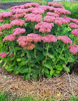 Очиток видний (Sedum spectabile) ВКС (діленка)