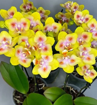 Орхидея (нецветущий подросток) TopDreams Phal. 5016 Yaphon Green Batman бабочка (Brother Sara Gold × Chiada Spark ) в размере 1.7