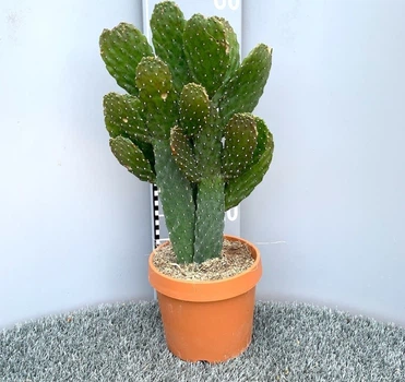 Консолия Opuntia consolea