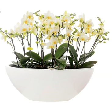 Орхидея Arrang Dorant Multi White (белая)