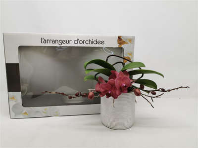 Орхідея L'arrangeur D'orchidee Rood (маджента)