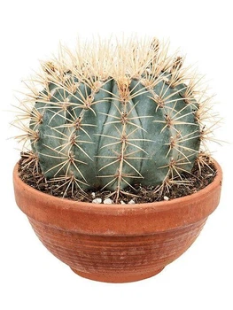 Кактус Ferocactus glaucescens