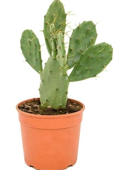 Кактус Opuntia vulgaris