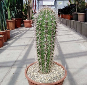 Кактус Pachycereus pringlei