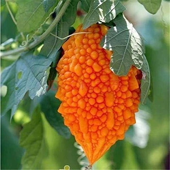 Момордика харанция Momordica charantia (индийский гранат), желтый огурец, бешеная дыня, семена 10 шт