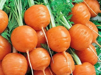 Морковь Парижский Маркет семена (1 гр) круглая ранняя For Hobby, TM GL Seeds