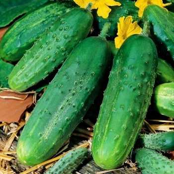 Семена огурец Родничок F1 (0,5 г) среднеранний пчелоопыляемый, For Hobby, TM GL Seeds