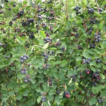 Семена ирги круглолистной Обильная (Amelanchier ovalis) 10 семян OGOROD