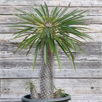 Пахиподиум Pachypodium lamerei