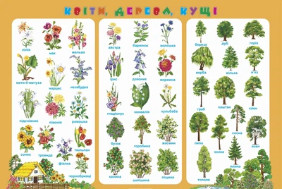 Плакат Квіти, дерева, кущі 2255555500613