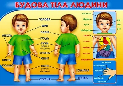 Плакат- П-126 Будова тіла людини 2988100312446