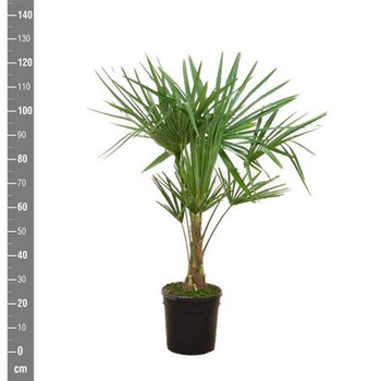 Растение в горшке пальма Trachycarpus Fortunei
