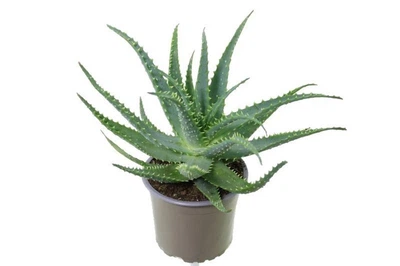 Рослина Aloe Arborescens (кімнатна)