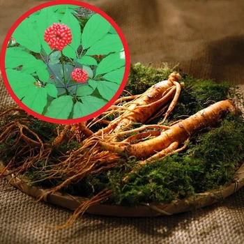 Насіння Женьшень звичайний (Panax ginseng), 5 шт